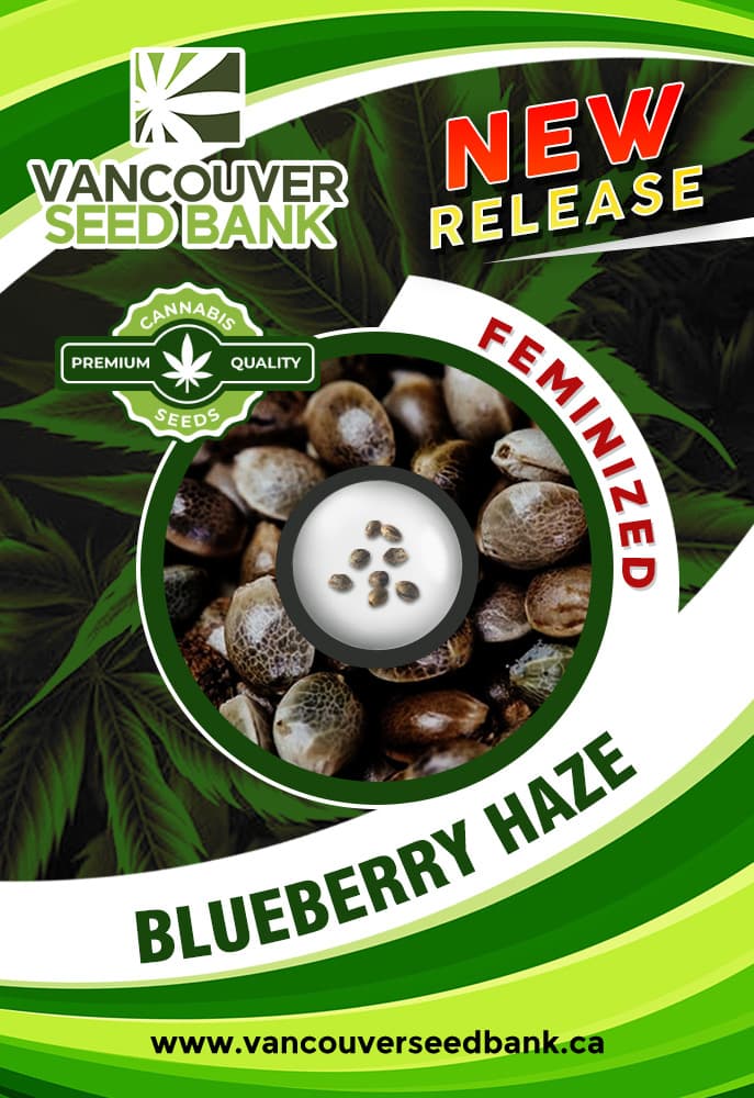 Blueberry Haze seeds at Vancouver Seed Bank