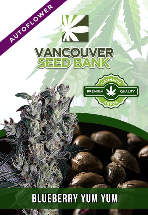 Blueberry Yum Yum seeds at Vancouver Seed Bank