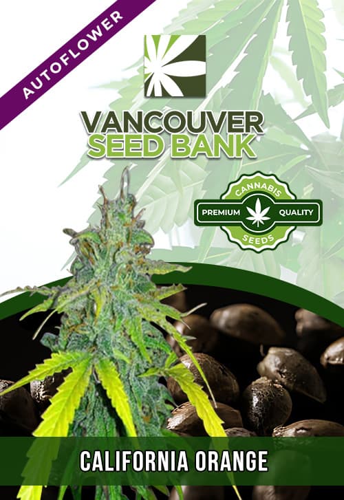 California Orange seeds at Vancouver Seed Bank