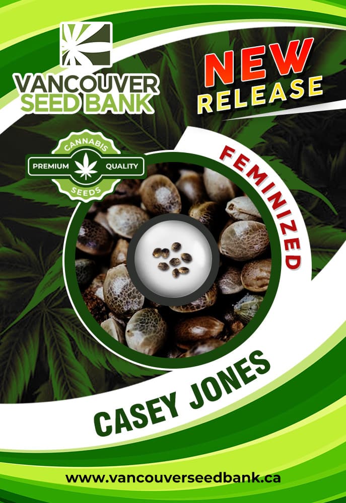 Casey Jones seeds at Vancouver Seed Bank