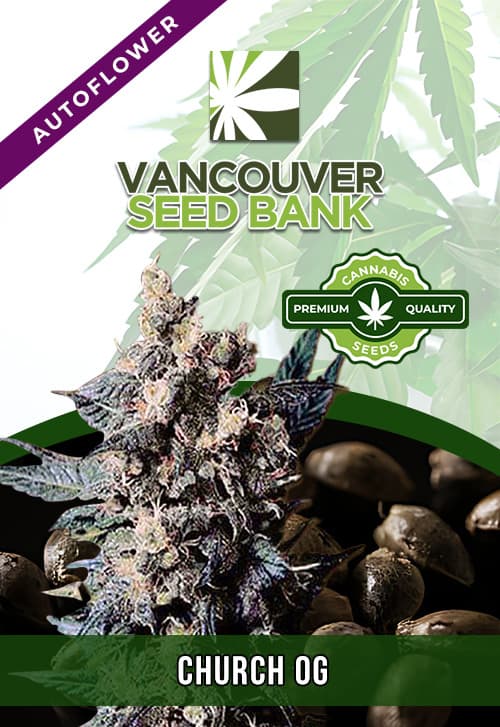 Church OG seeds at Vancouver Seed Bank