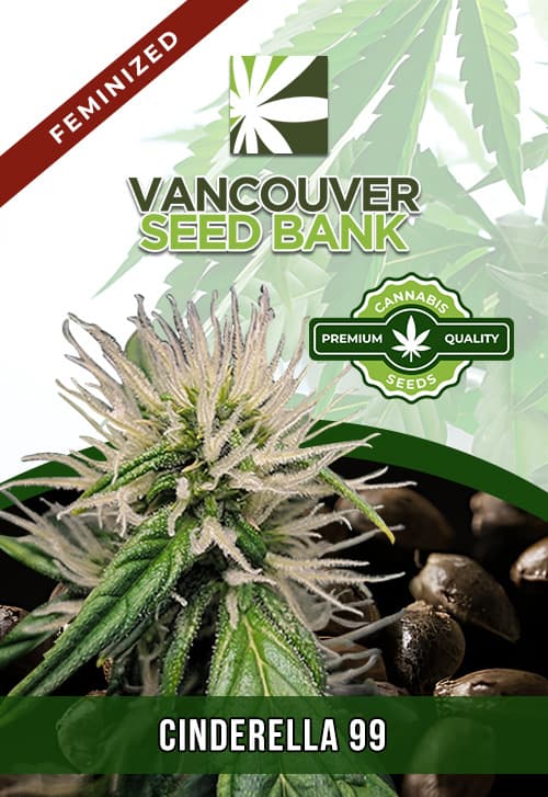 Cinderella 99 Feminized