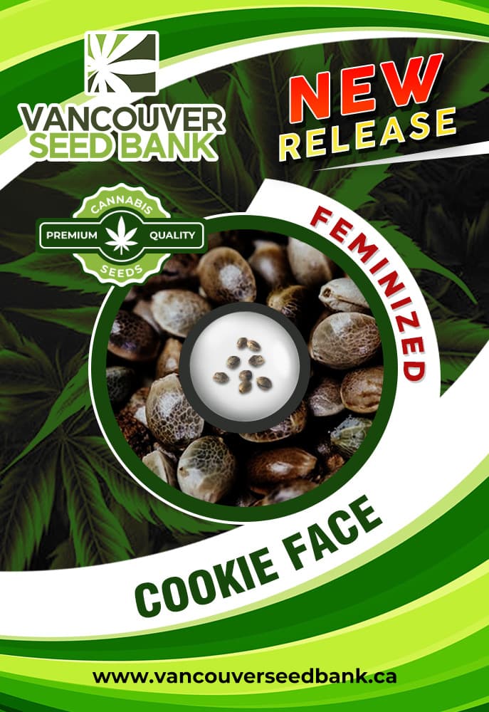 Cookie Face seeds at Vancouver Seed Bank