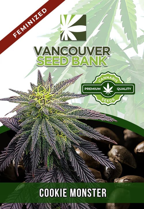 Cookie Monster seeds at Vancouver Seed Bank