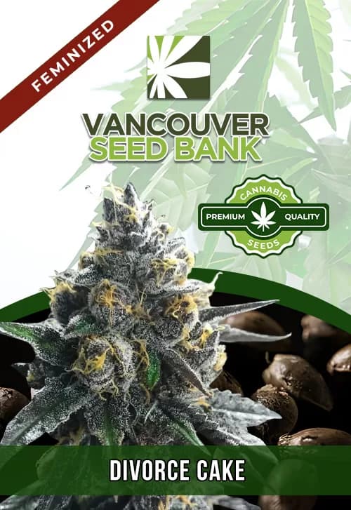 Divorce Cake seeds at Vancouver Seed Bank
