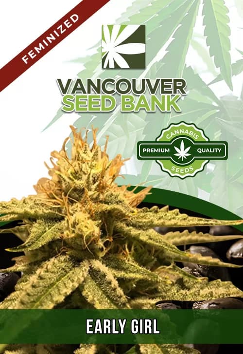 Early Girl seeds at Vancouver Seed Bank