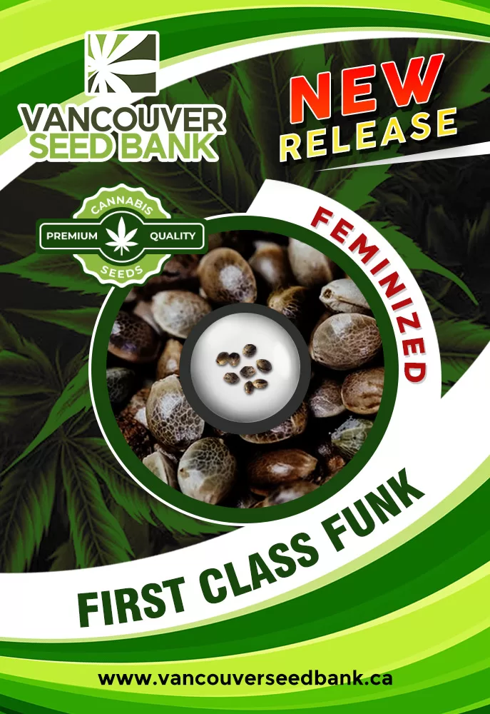 First Class Funk Feminized