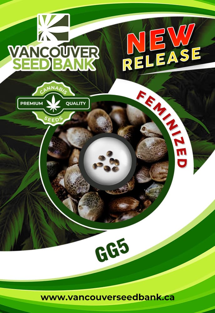 GG #5 seeds at Vancouver Seed Bank