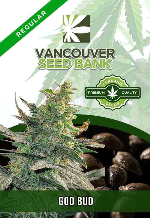 God Bud seeds at Vancouver Seed Bank