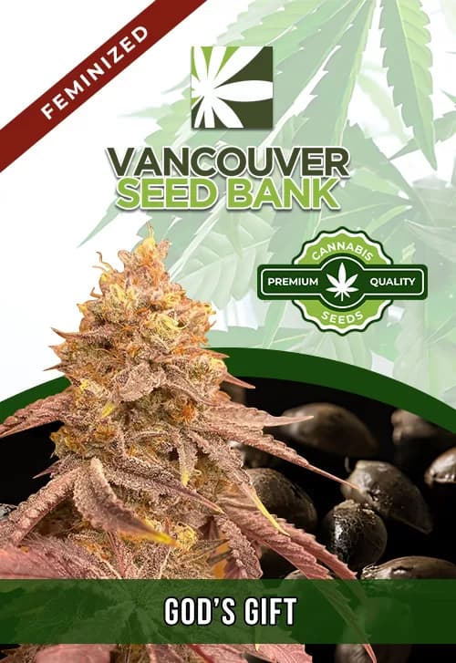 God's Gift seeds at Vancouver Seed Bank