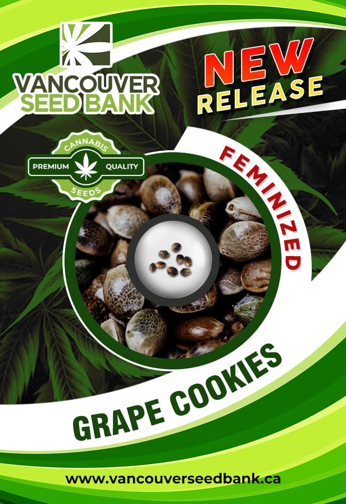 Grape Cookies Feminized