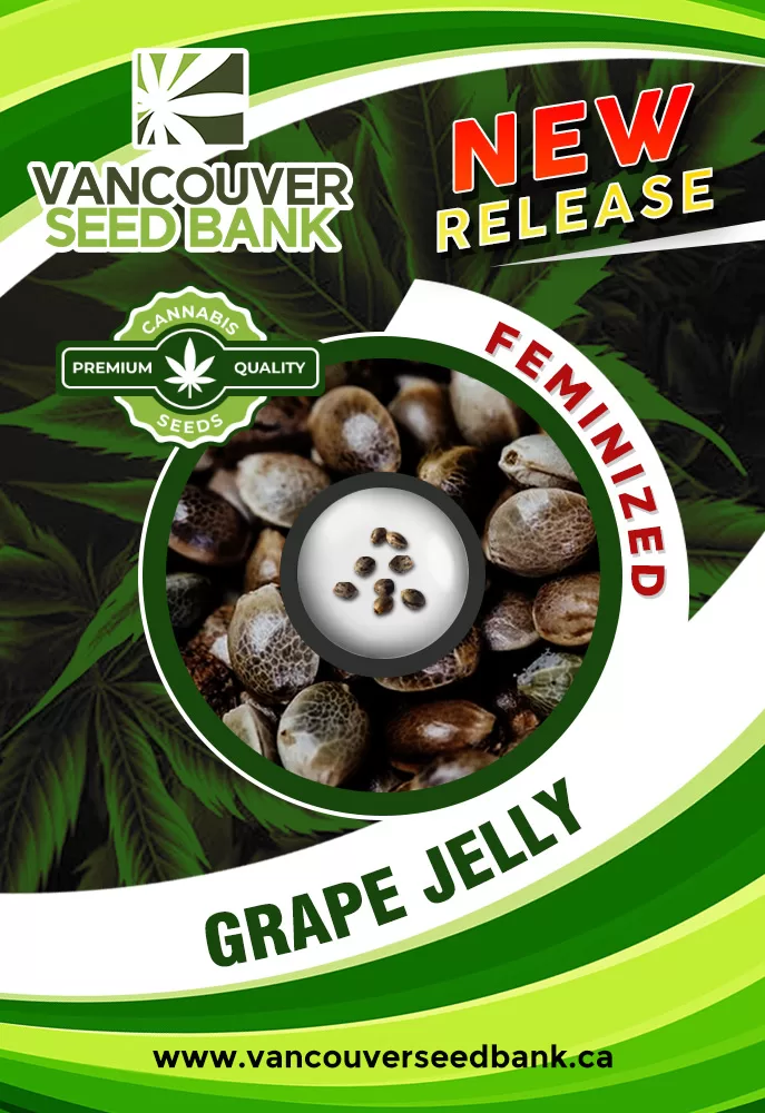 Grape Jelly Feminized