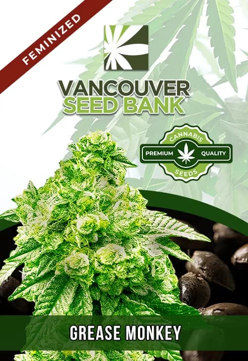 Grease Monkey Feminized