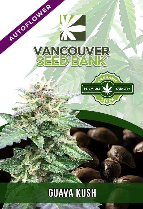 Guava Kush seeds at Vancouver Seed Bank