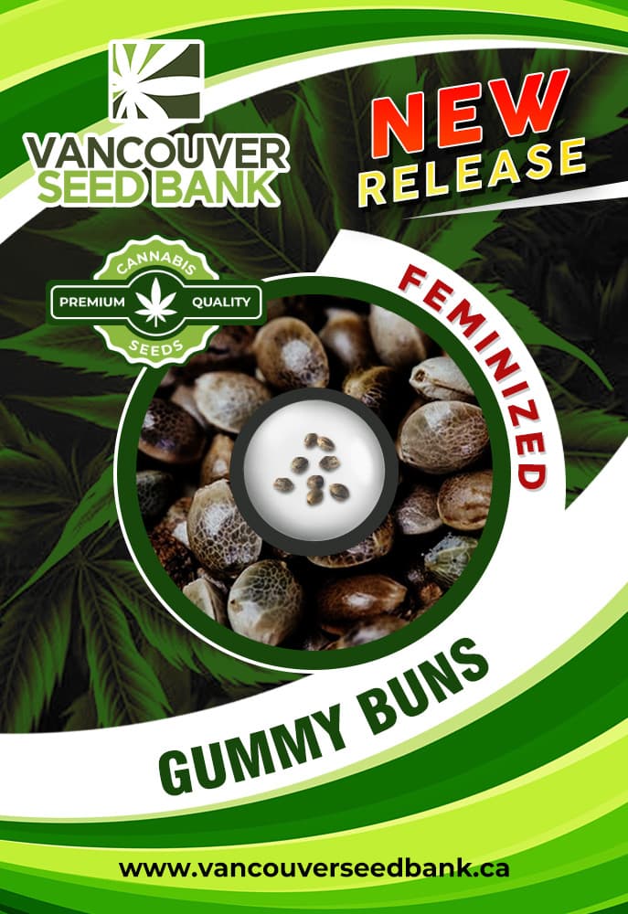 Gummy Buns seeds at Vancouver Seed Bank