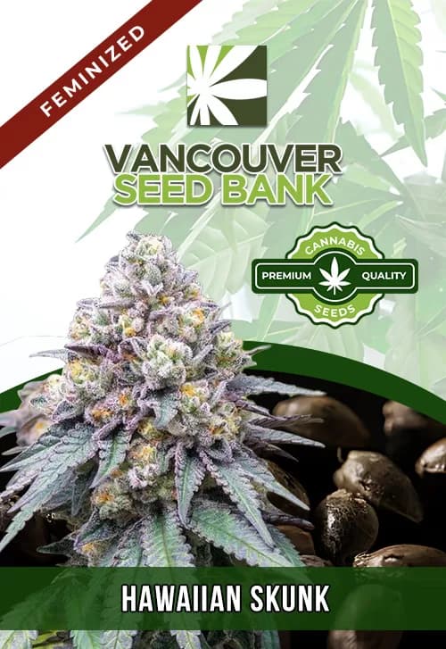Hawaiian Skunk seeds at Vancouver Seed Bank