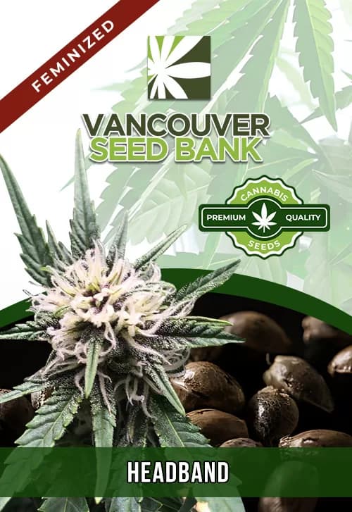 Headband seeds at Vancouver Seed Bank