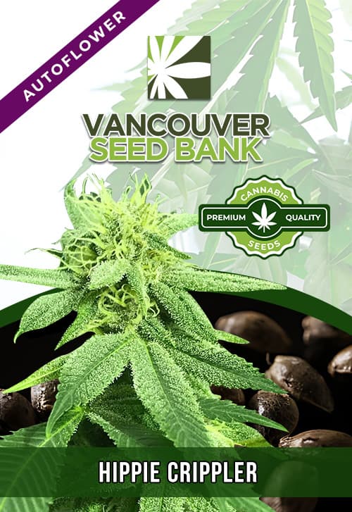 Hippie Crippler seeds at Vancouver Seed Bank