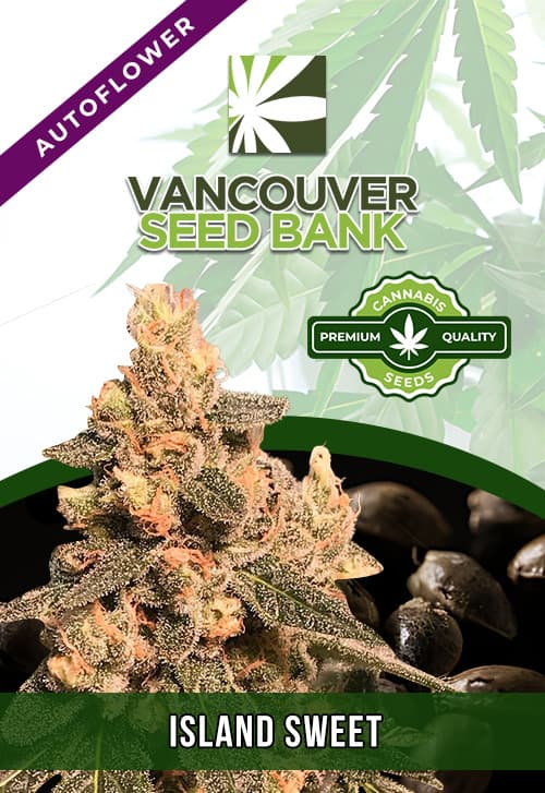 Island Sweet Skunk seeds at Vancouver Seed Bank