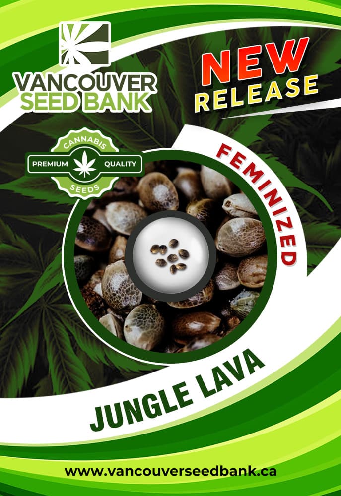 Jungle Lava seeds at Vancouver Seed Bank