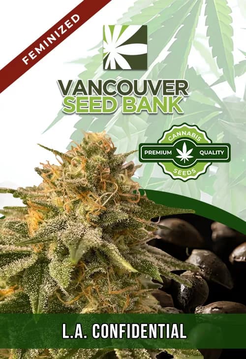 LA Confidential seeds at Vancouver Seed Bank