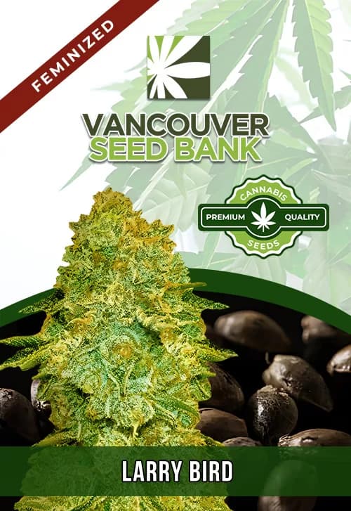 Larry Bird Feminized