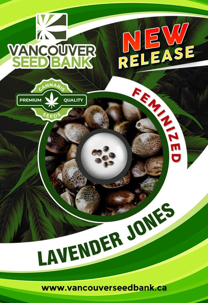 Lavender Jones seeds at Vancouver Seed Bank