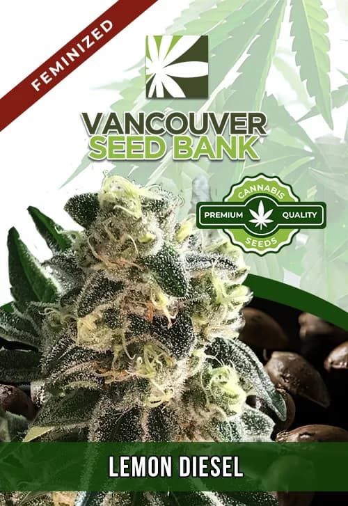 Lemon Diesel seeds at Vancouver Seed Bank