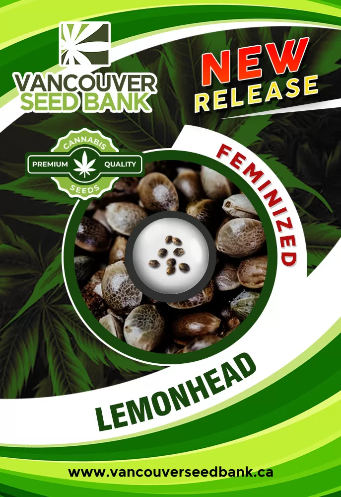 Lemon Heads Feminized