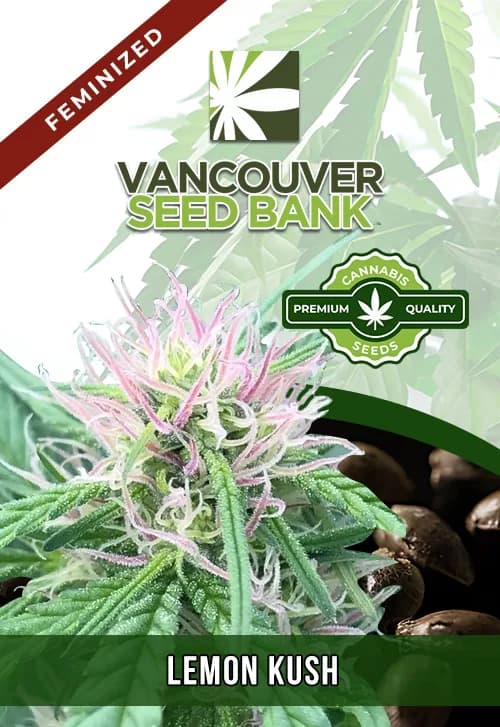 Lemon Kush seeds at Vancouver Seed Bank
