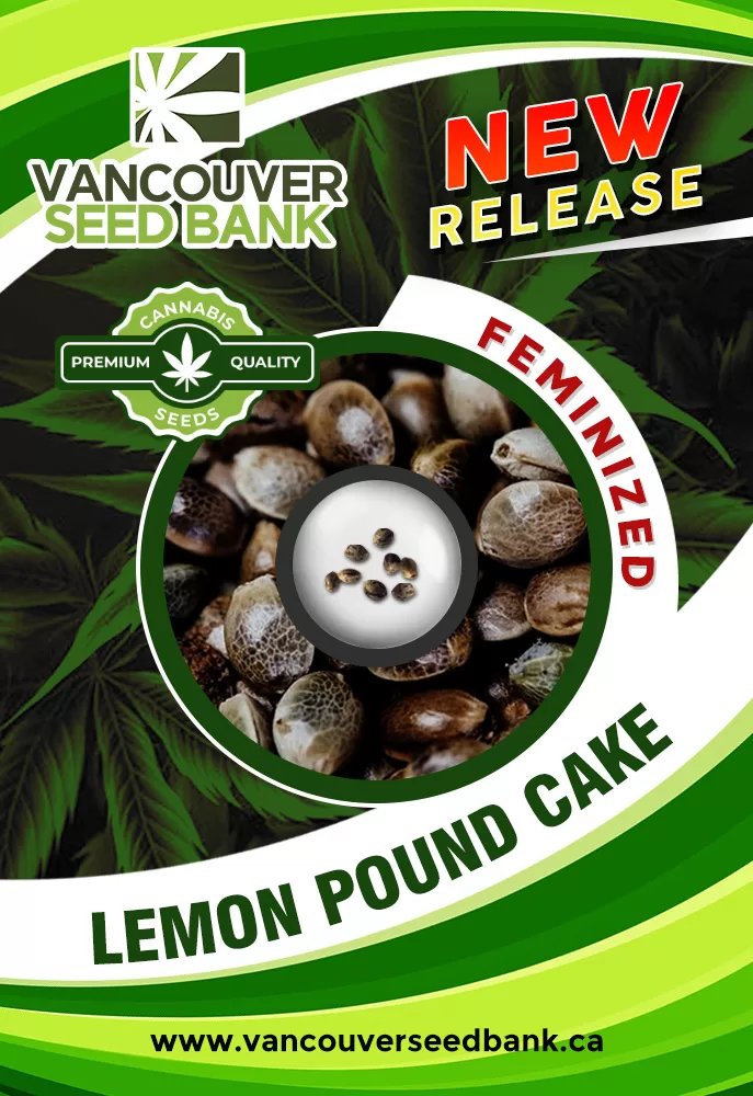 Lemon Pound Cake Feminized