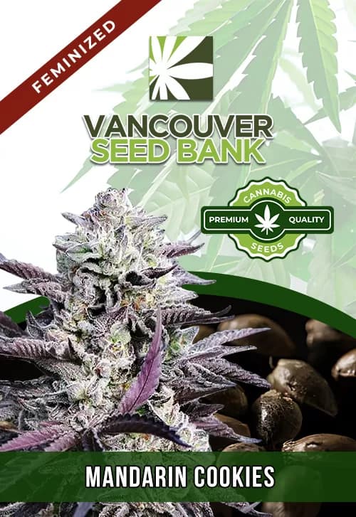 Mandarin Cookies Feminized