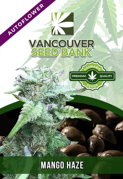 Mango Haze seeds at Vancouver Seed Bank