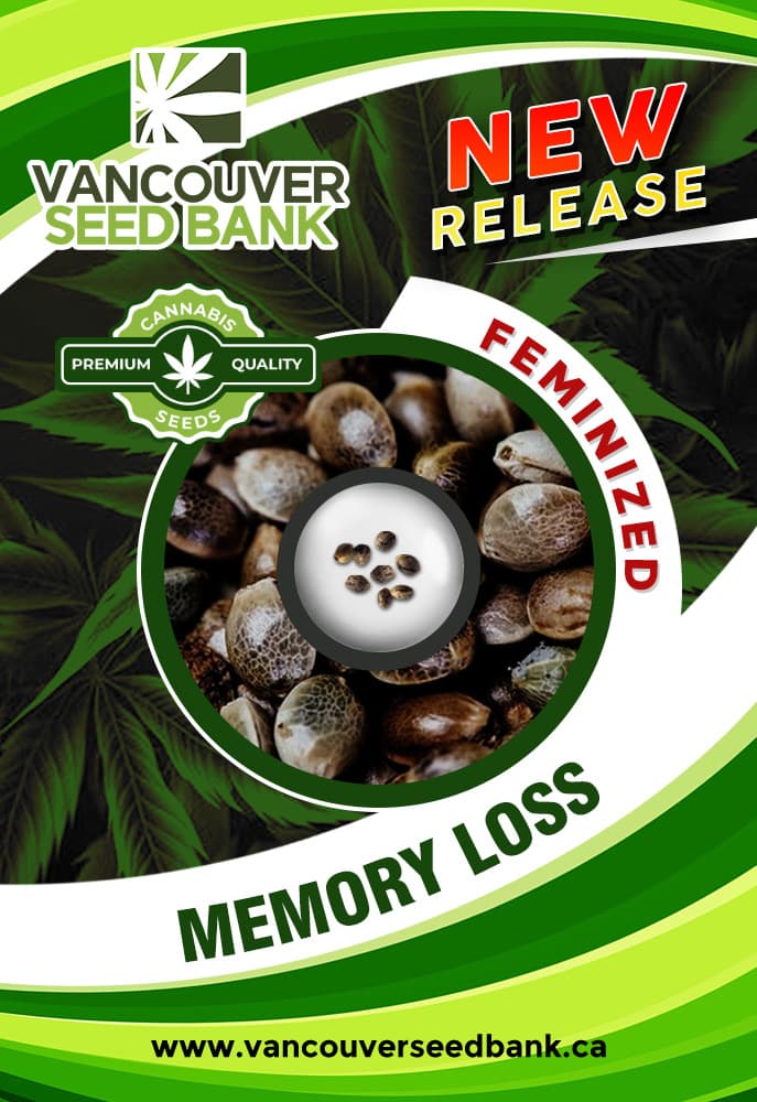 Memory Loss Feminized