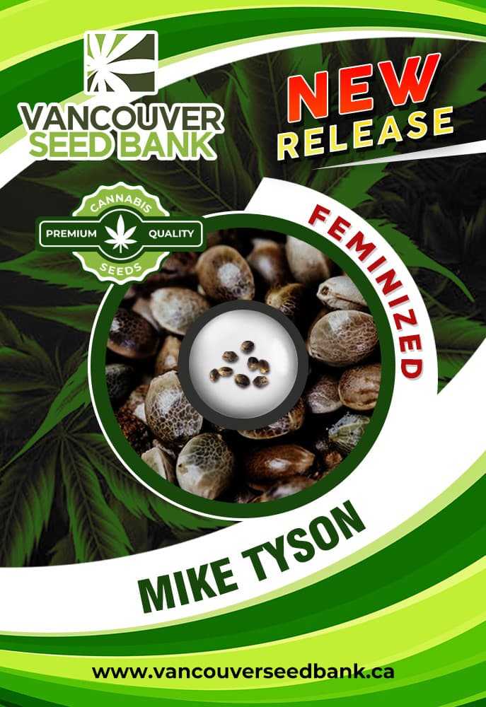 Mike Tyson seeds at Vancouver Seed Bank