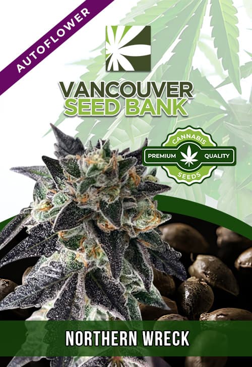 Northern Wreck seeds at Vancouver Seed Bank