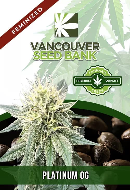 Platinum OG seeds at Vancouver Seed Bank