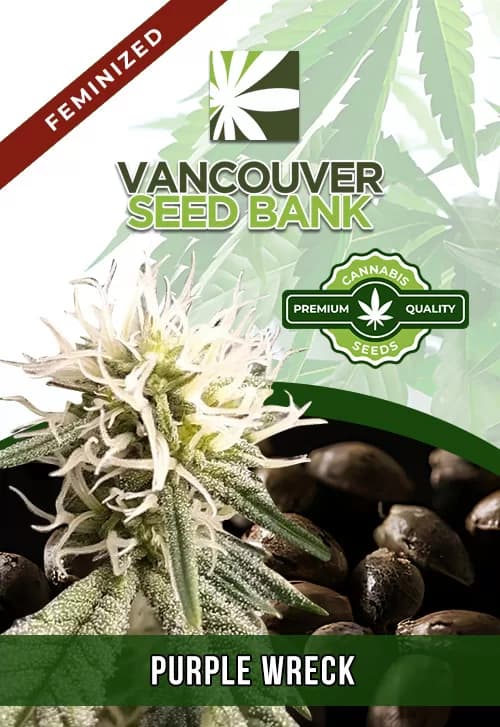 Purple Wreck seeds at Vancouver Seed Bank
