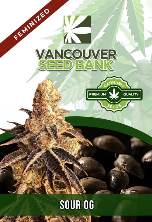 Sour OG seeds at Vancouver Seed Bank