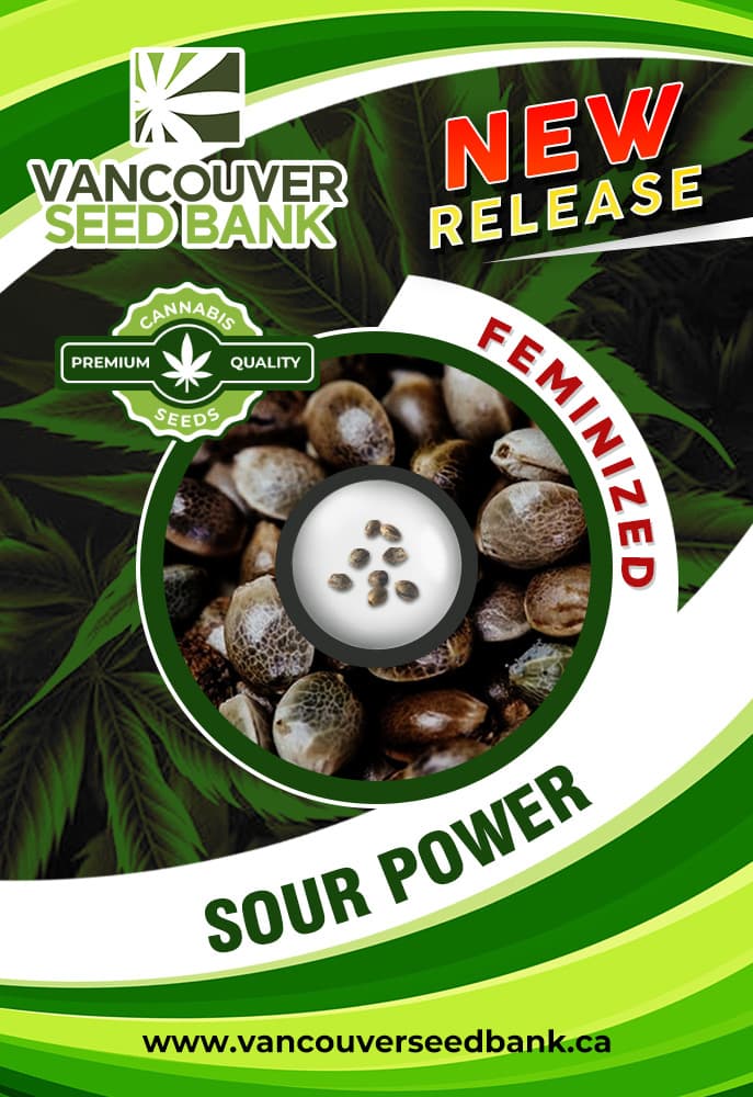 Sour Power seeds at Vancouver Seed Bank