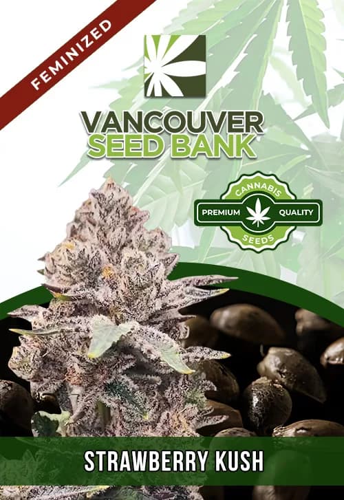 Strawberry Kush seeds at Vancouver Seed Bank