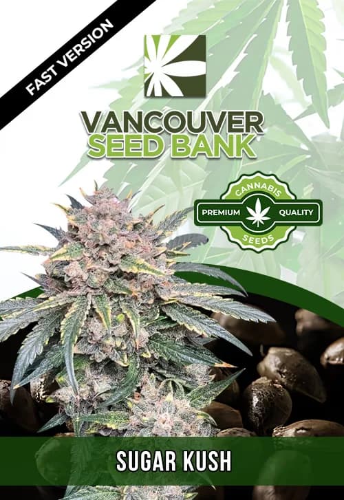 Sugar Kush seeds at Vancouver Seed Bank