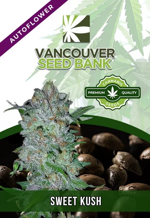 Sweet Kush seeds at Vancouver Seed Bank