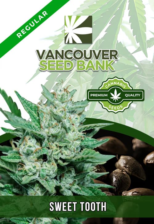 Sweet Tooth seeds at Vancouver Seed Bank