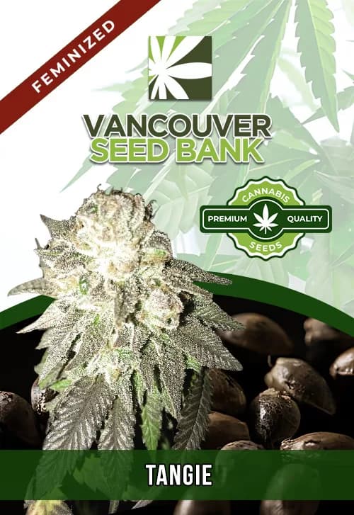 Tangie Feminized