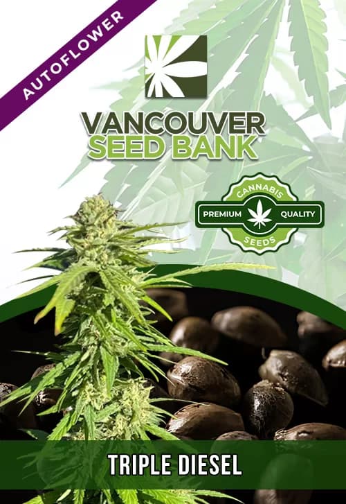 Triple Diesel seeds at Vancouver Seed Bank