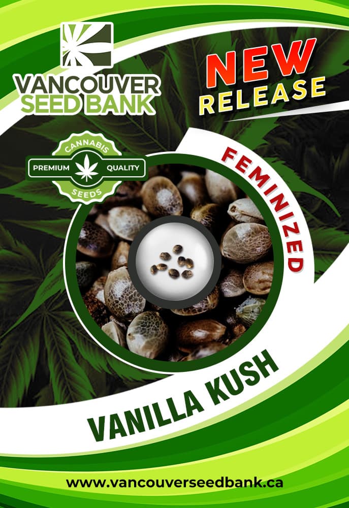 Vanilla Kush seeds at Vancouver Seed Bank
