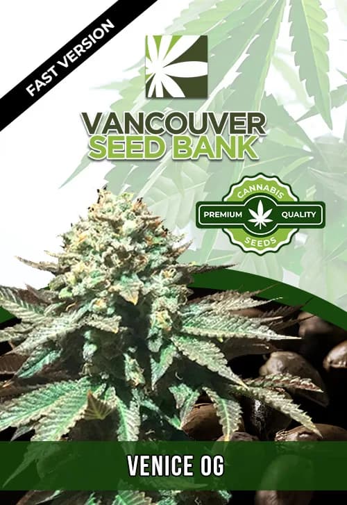 Venice OG seeds at Vancouver Seed Bank