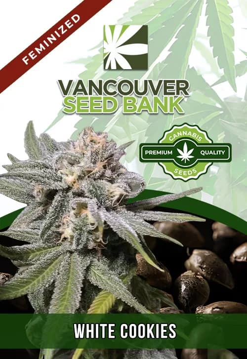 White Cookies seeds at Vancouver Seed Bank