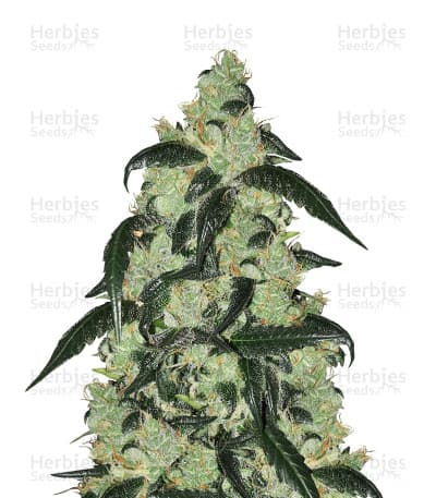 Wedding Cake seeds at Herbies Head Shop